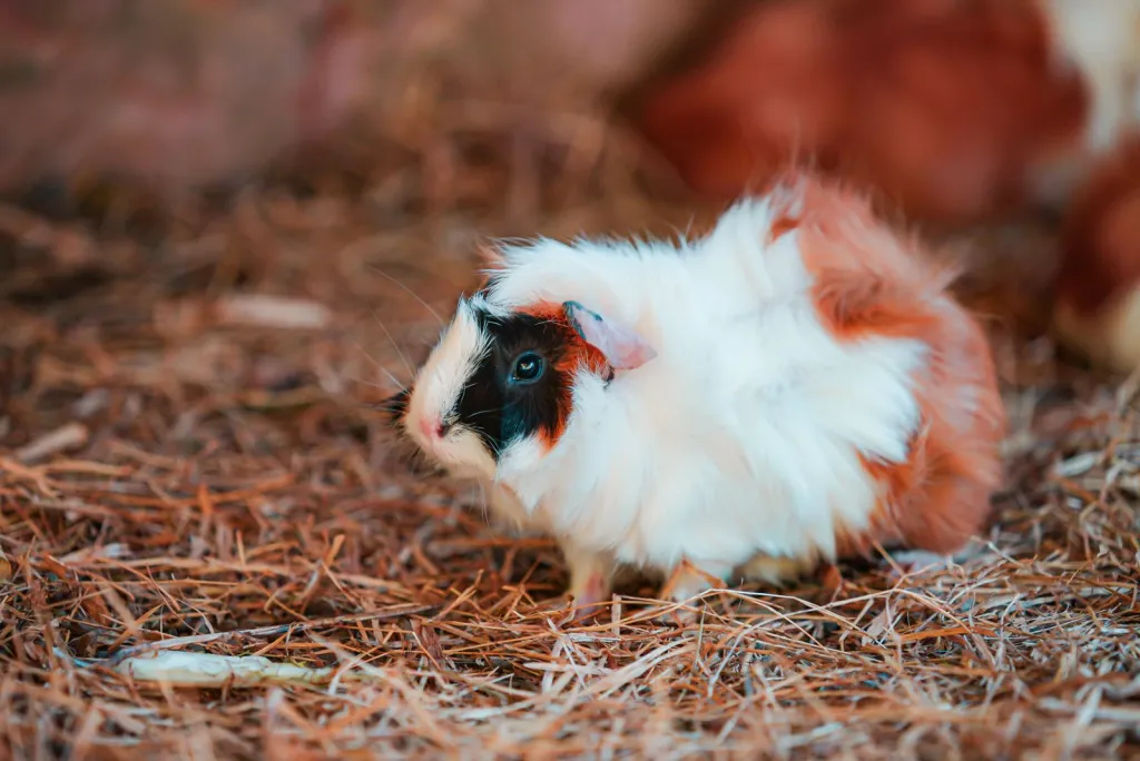 Small Pet Care, Close to Home
